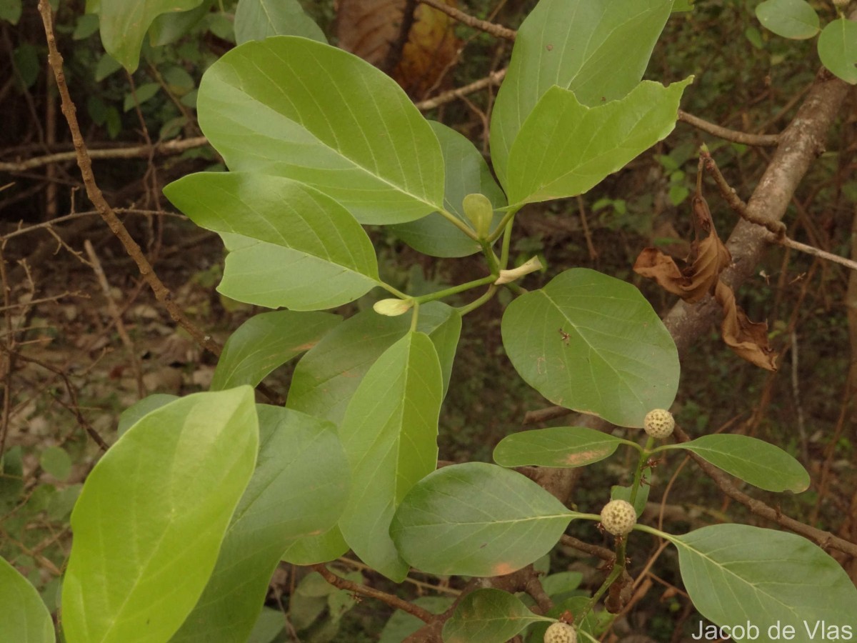 Mitragyna parvifolia (Roxb.) Korth.
